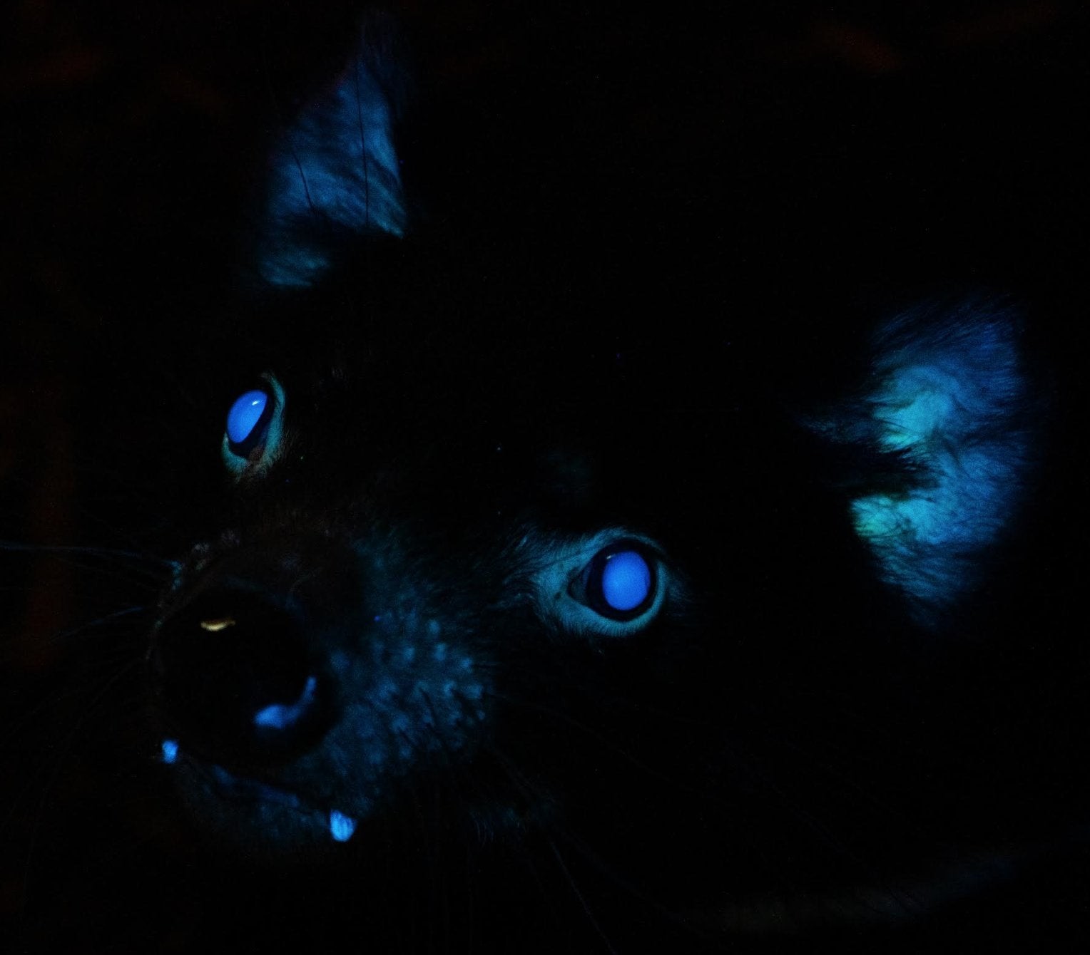фанфик глаза пантеры светятся в ночи фото 43