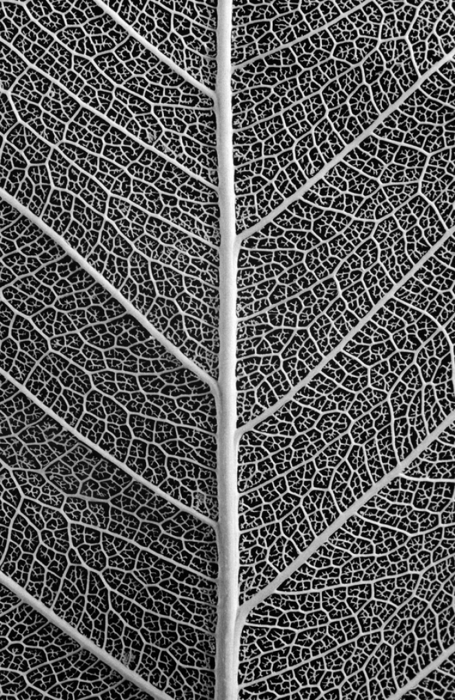 Абстрактное искусство в простых листьях