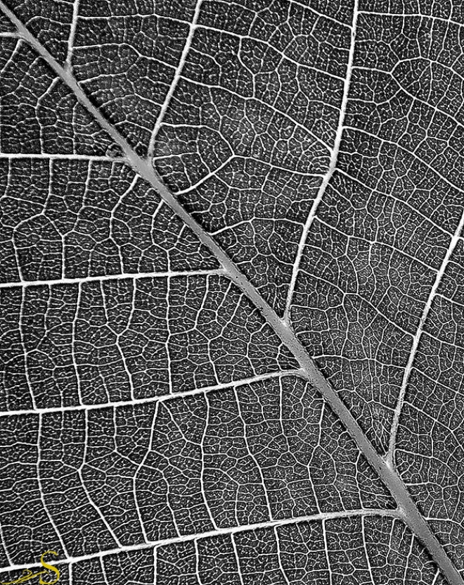 Абстрактное искусство в простых листьях