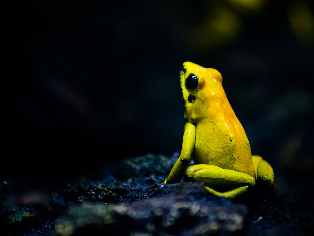 Фотографий ярких и ядовитых лягушек