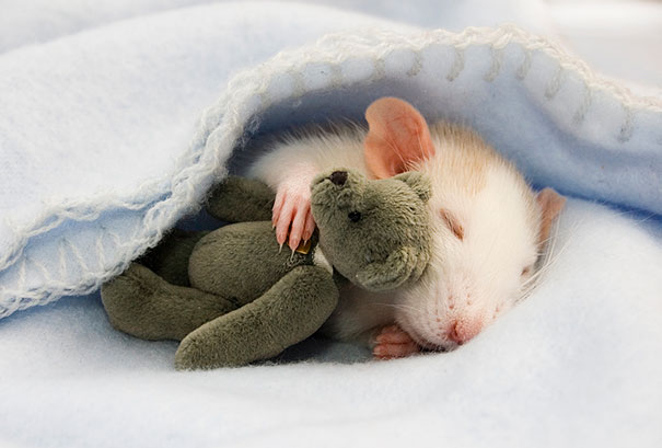 Животные спят в обнимку с плюшевыми игрушками-1