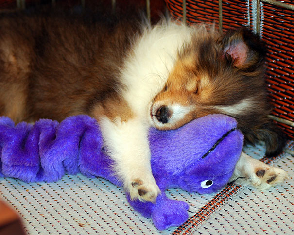 Животные спят в обнимку с плюшевыми игрушками-3