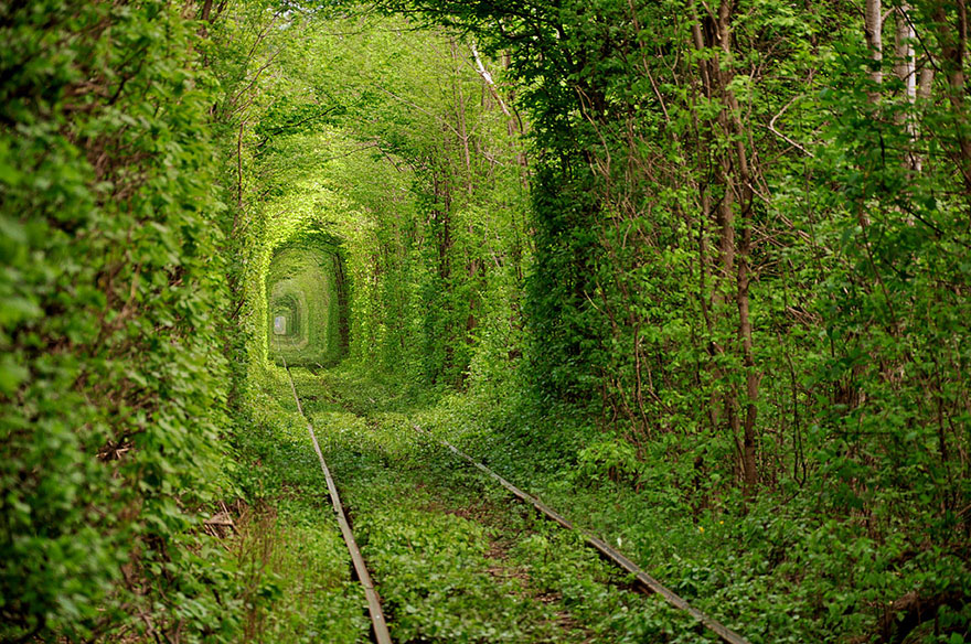 Волшебные туннели из деревьев