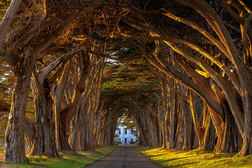 Волшебные туннели из деревьев-20