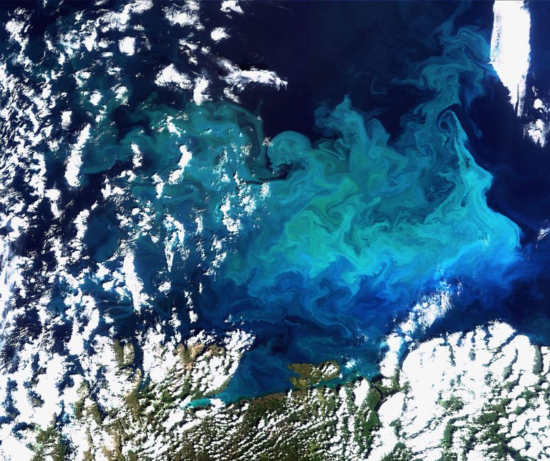 Обильный планктон в Баренцевом море