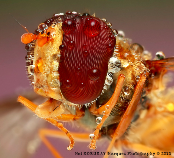 Микромир с глазу на глаз - макрофотографии насекомых