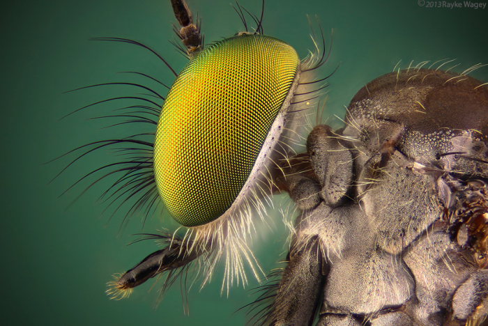 Микромир с глазу на глаз - макрофотографии насекомых
