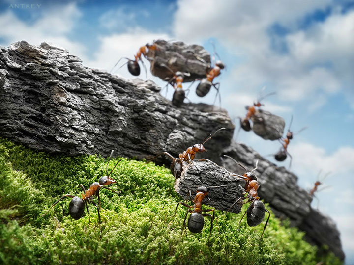 Захватывающие муравьиные приключения в макрофотографиях Андрея Павлова5