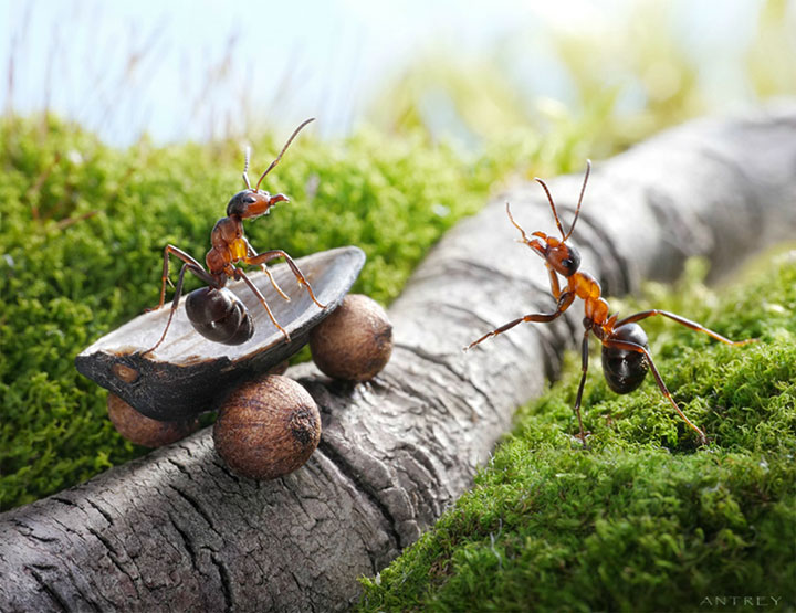Захватывающие муравьиные приключения в макрофотографиях Андрея Павлова10