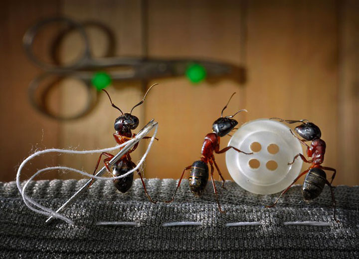 Захватывающие муравьиные приключения в макрофотографиях Андрея Павлова22