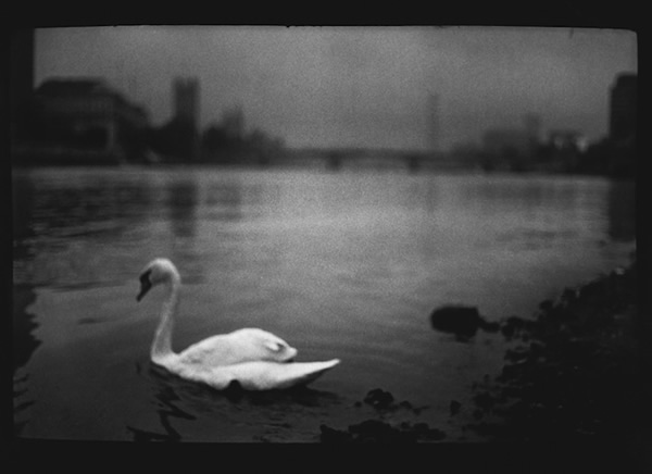 Животные в уникальных чёрно-белых фотографиях Джакомо Брунелли