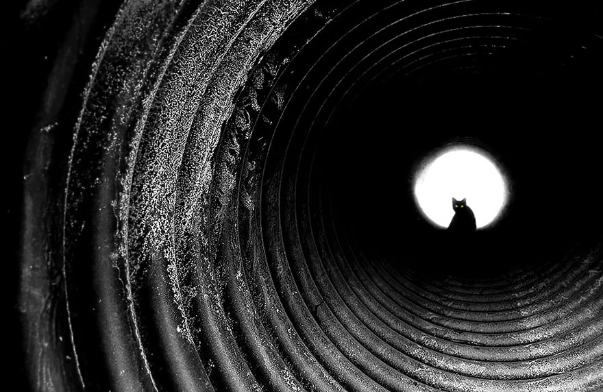 Таинственная кошачья жизнь в чёрно-белых фотографиях-114