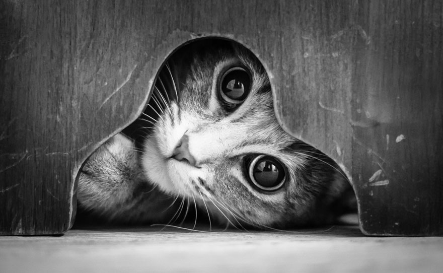 Таинственная кошачья жизнь в чёрно-белых фотографиях-1