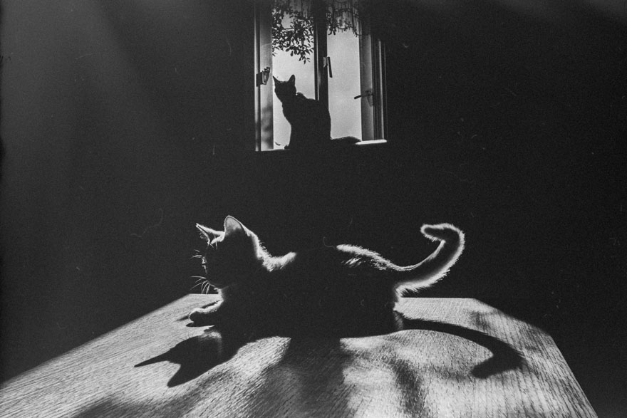 Таинственная кошачья жизнь в чёрно-белых фотографиях-21
