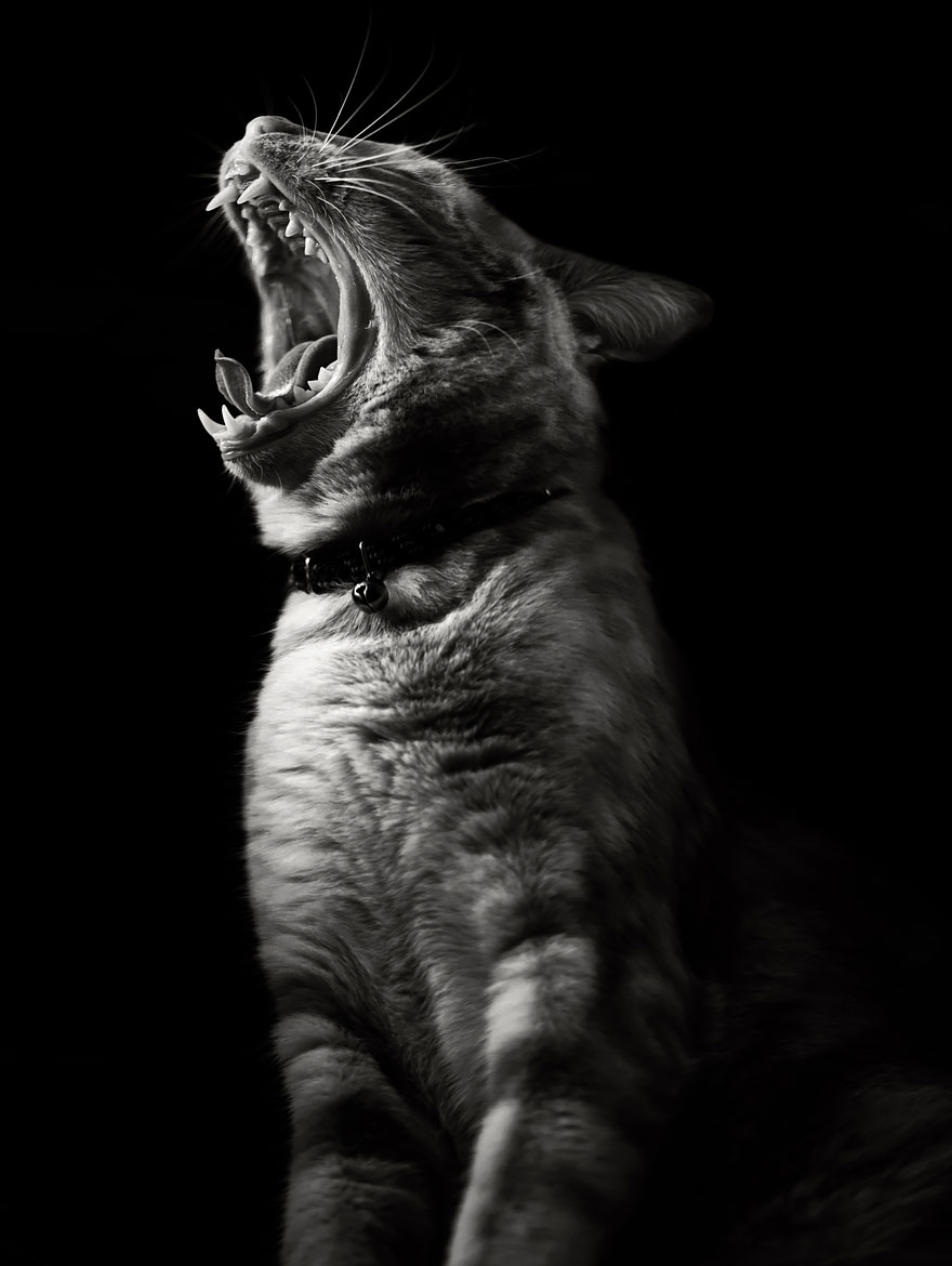 Таинственная кошачья жизнь в чёрно-белых фотографиях-1011
