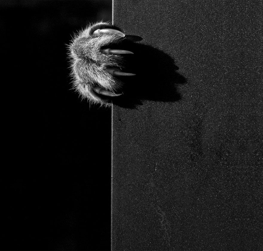 Таинственная кошачья жизнь в чёрно-белых фотографиях-28