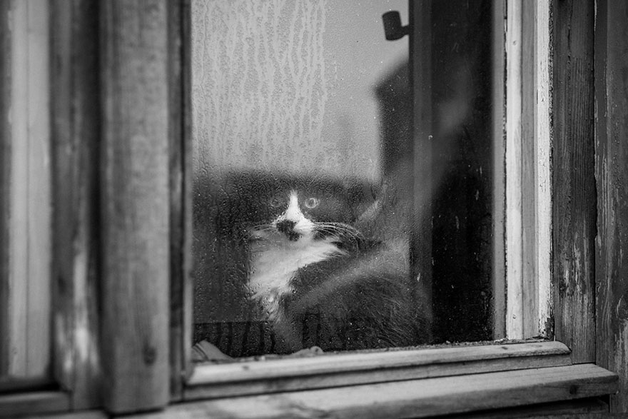 Таинственная кошачья жизнь в чёрно-белых фотографиях-10