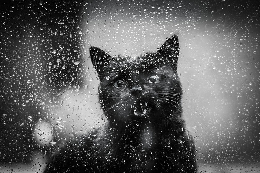Таинственная кошачья жизнь в чёрно-белых фотографиях-36