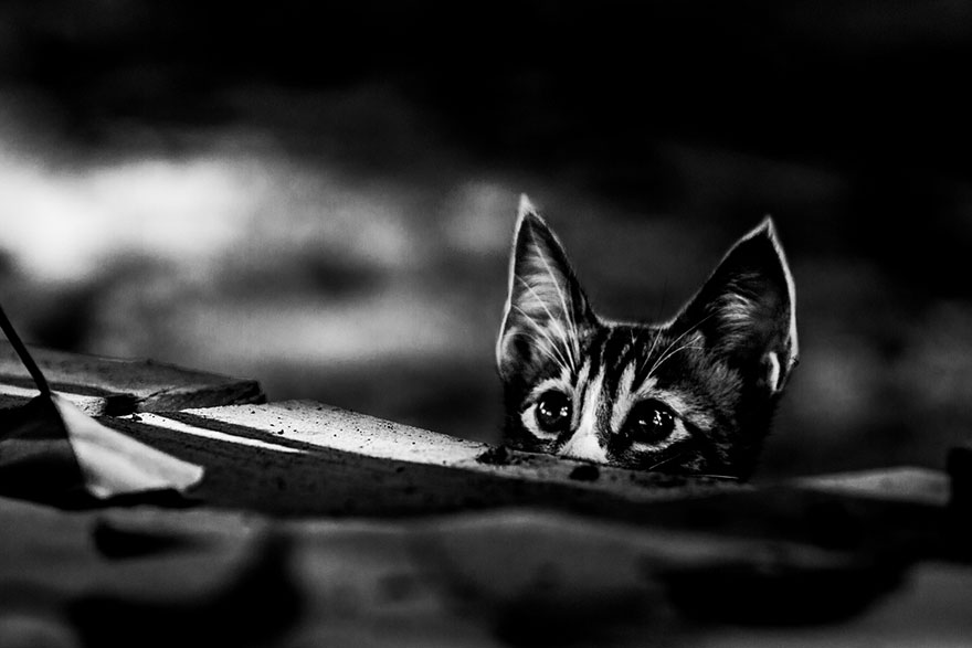 Таинственная кошачья жизнь в чёрно-белых фотографиях-5