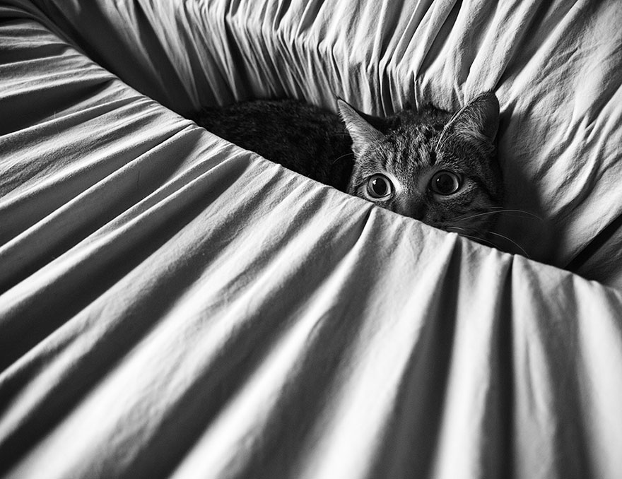 Таинственная кошачья жизнь в чёрно-белых фотографиях-39