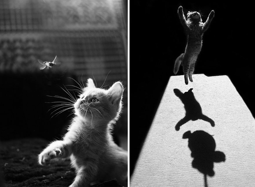 Таинственная кошачья жизнь в чёрно-белых фотографиях1