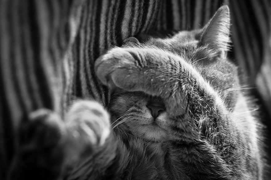 Таинственная кошачья жизнь в чёрно-белых фотографиях-7