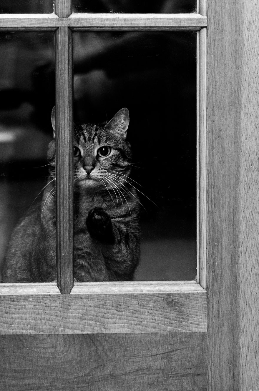 Таинственная кошачья жизнь в чёрно-белых фотографиях-62