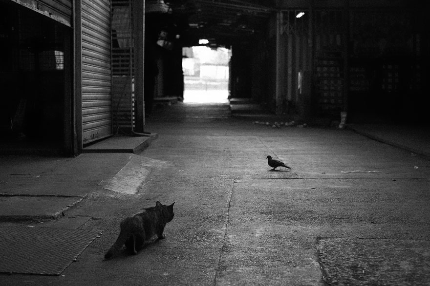 Таинственная кошачья жизнь в чёрно-белых фотографиях-11