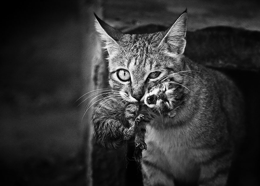 Таинственная кошачья жизнь в чёрно-белых фотографиях-103