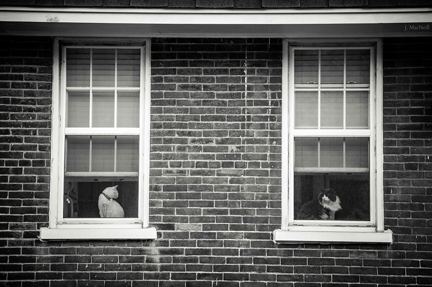 Таинственная кошачья жизнь в чёрно-белых фотографиях-13