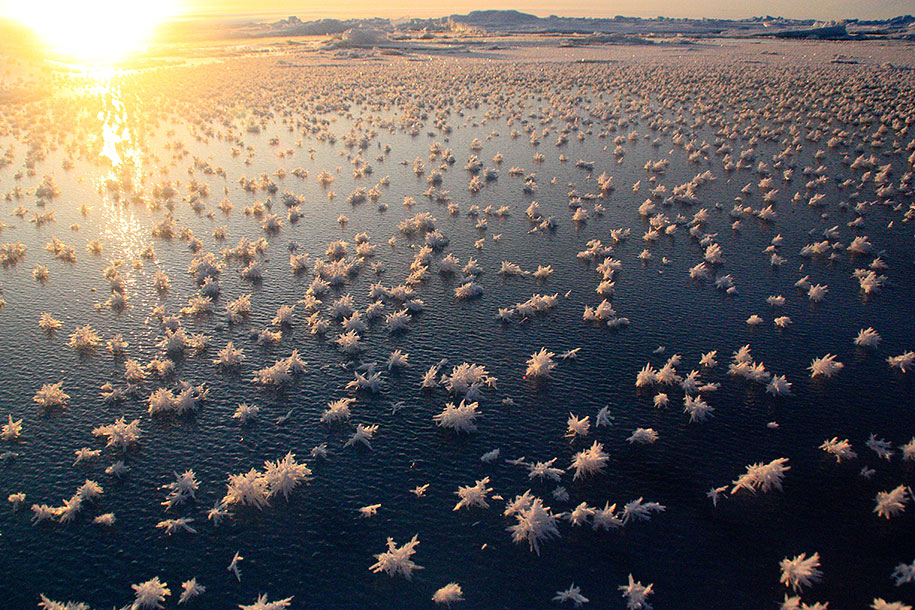 Морозные цветы в Северном Ледовитом океане-19