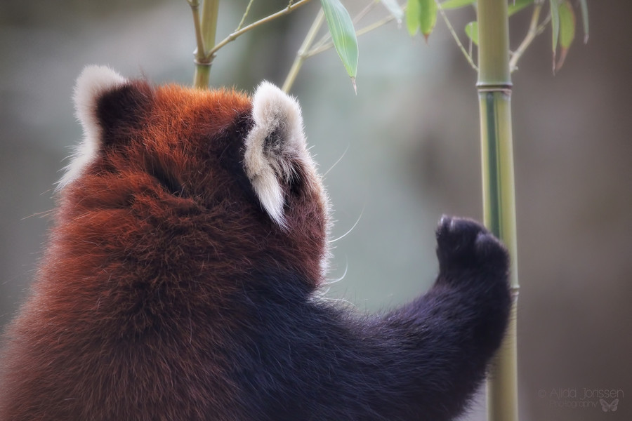 Необычайно фотогеничные красные панды (39 фото)