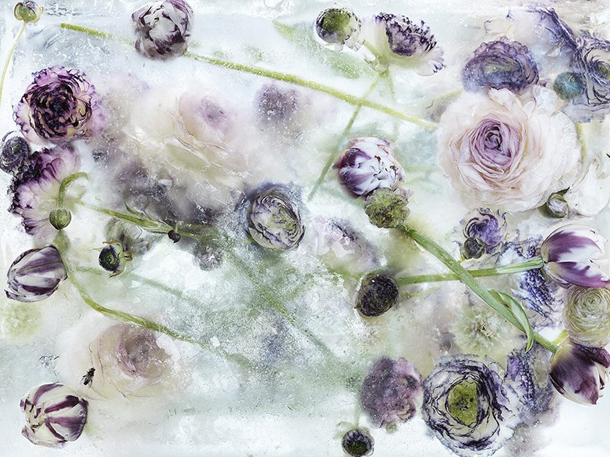Цветы, замороженные во льду, похожи на акварельные картины-3