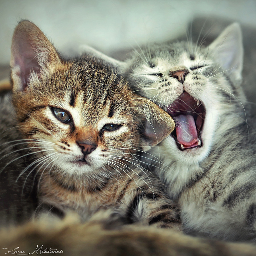 Лучшие фотографии кошек за 2014 год по версии сайта 500px
