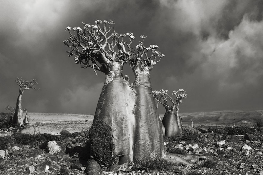 Деревья древние как мир в фотографиях из 14-летнего путешествия-5