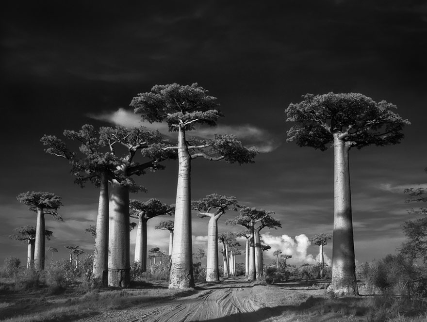 Деревья древние как мир в фотографиях из 14-летнего путешествия-1