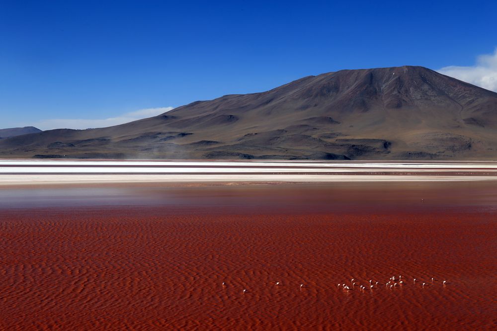 TCvetnaia laguna v boliviiskom altiplano
