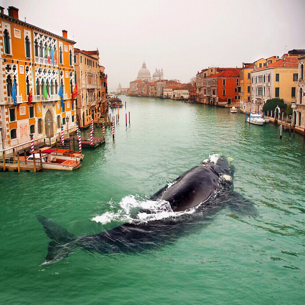 kit v venecii