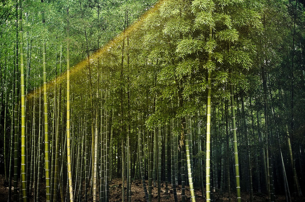 Красивые бамбуковые леса со всего мира - 40 фото