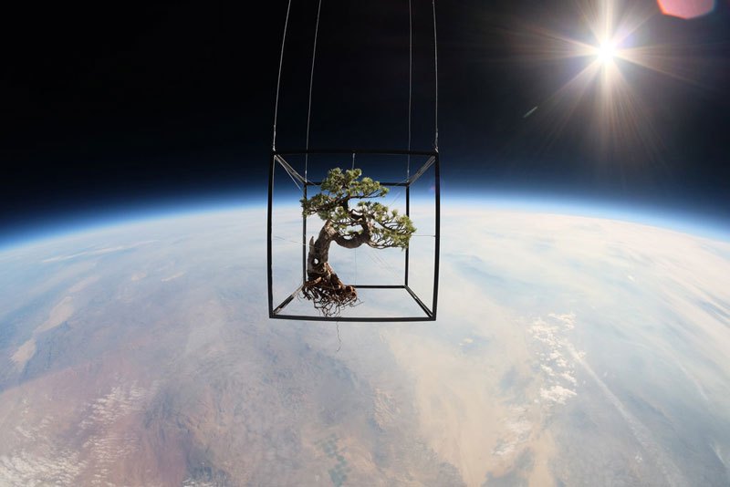 Дерево бонсай полетело в космос