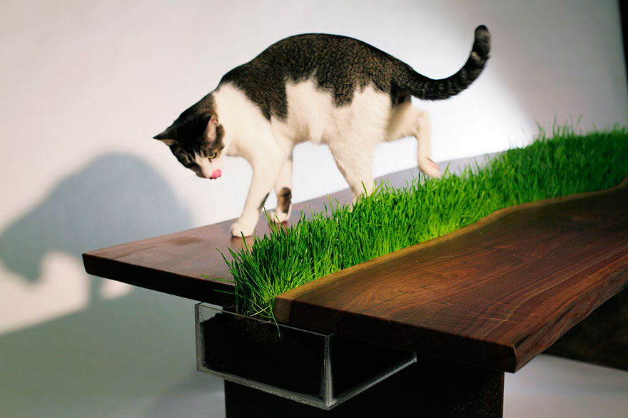 Стол с травой для кошки