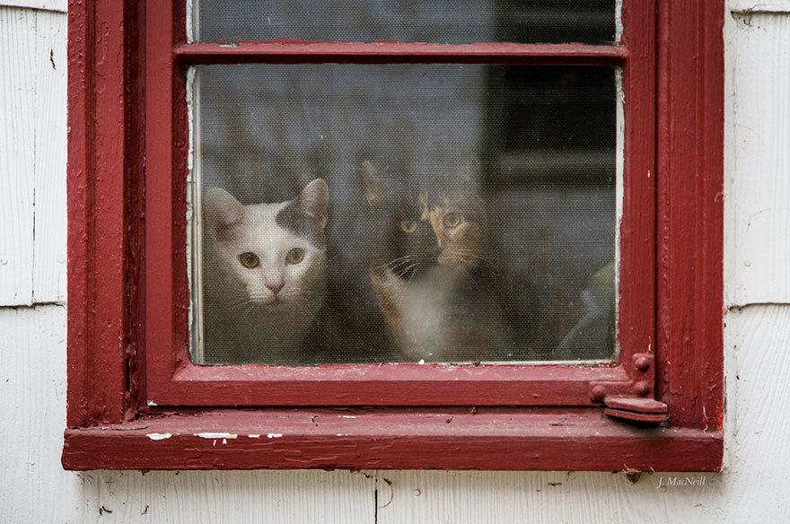Кошки у окна - 30 фото-35