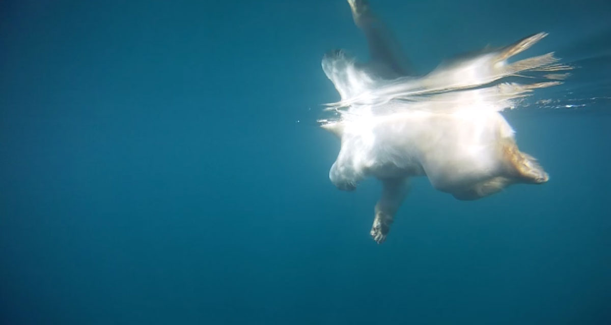 Плаванье с белым медведем в Атлантическом океане - видео