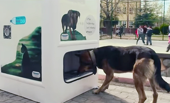 Вендинговый автомат принимает бутылки и выдаёт пищу для бездомных собак-6