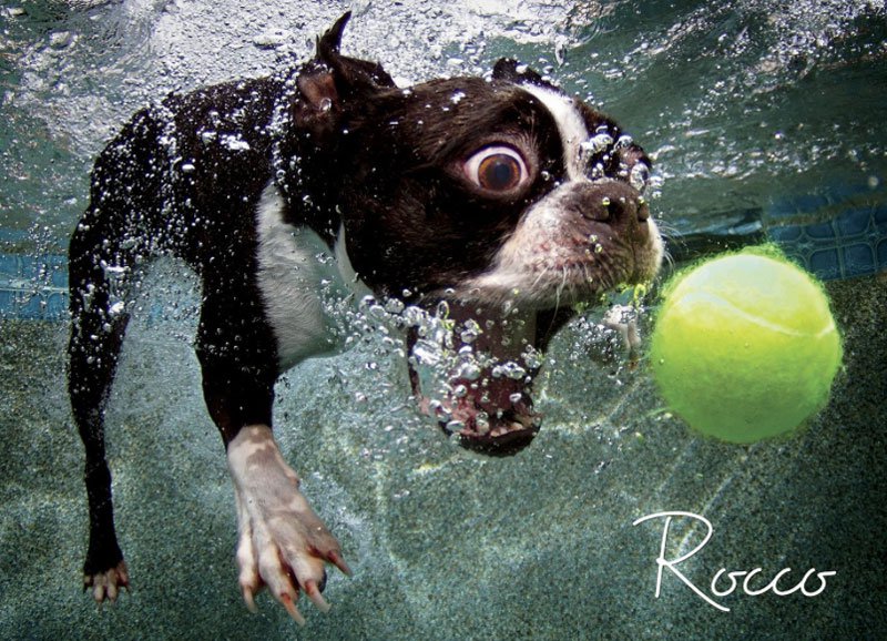 Подводные собаки фотографа Сета Кастила