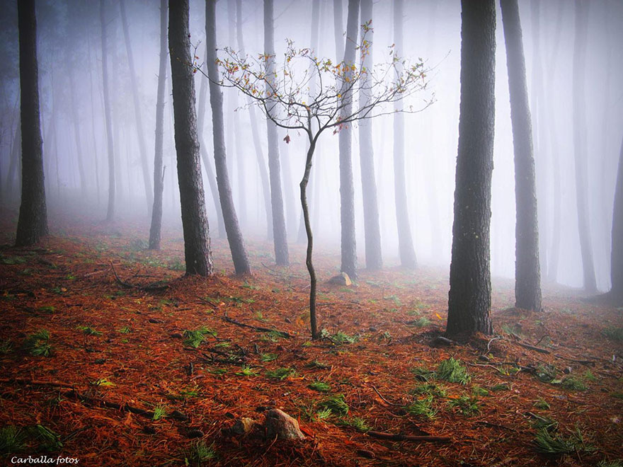 Мистические испанские леса в фотографиях Гильермо Карбальо-2