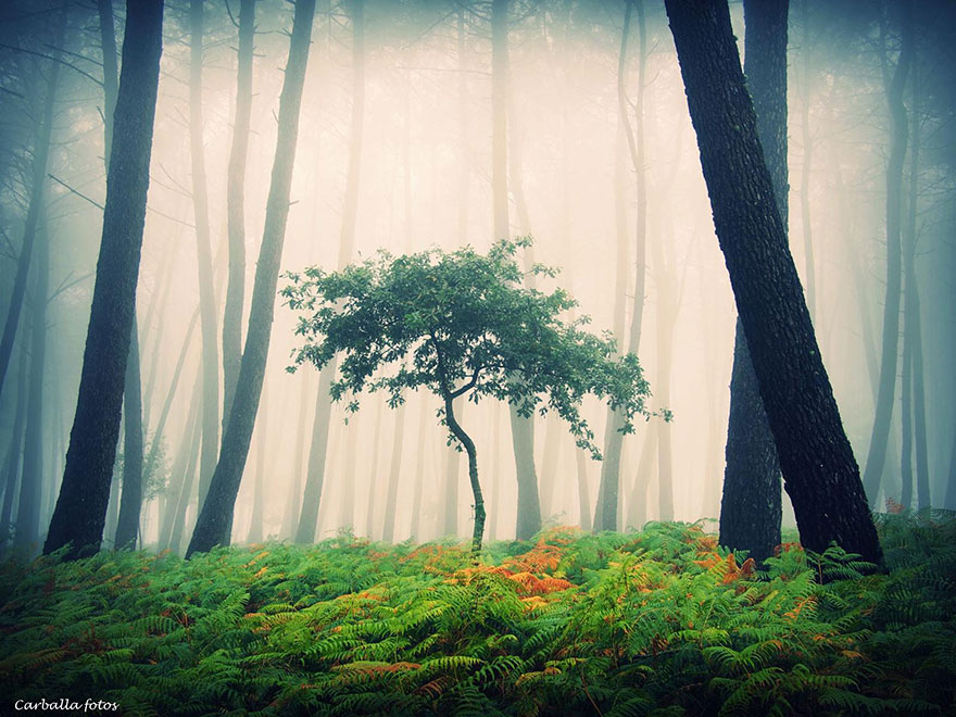 Мистические испанские леса в фотографиях Гильермо Карбальо-4