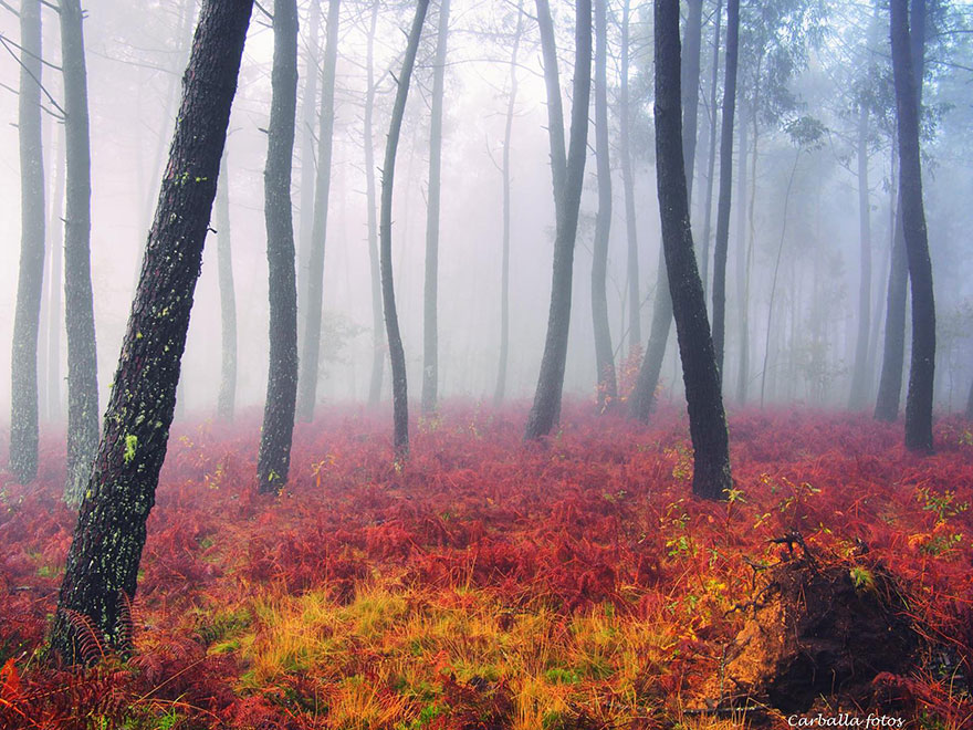 Мистические испанские леса в фотографиях Гильермо Карбальо-6