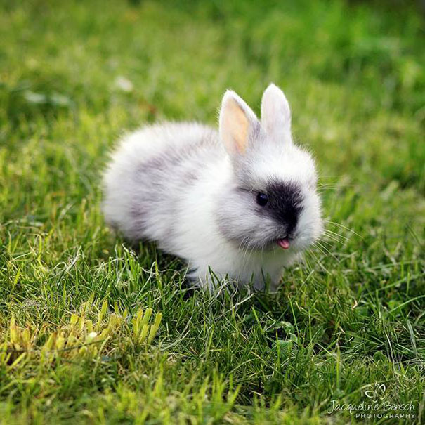 20 очаровательных фотографий кроликов-21