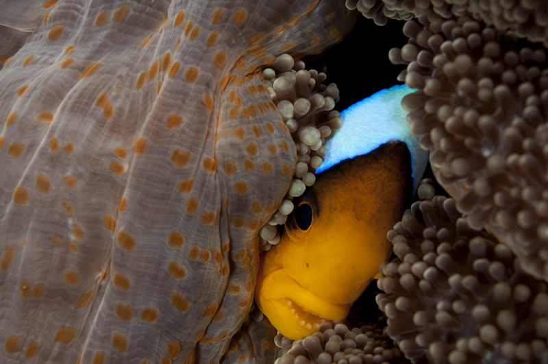 Неизведанная океаническая жизнь в подводной фотографии Энди Лернера
